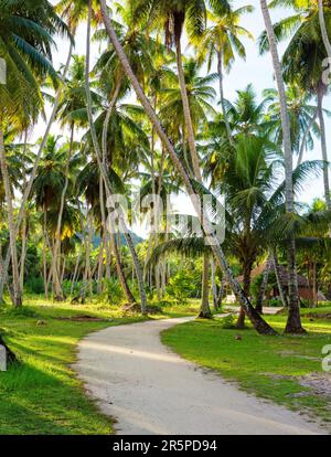 Strada di campagna attraverso piantagione di alberi di cocco. Seychelles Foto Stock