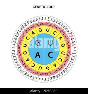Il grafico del codice genetico. Illustrazione Vettoriale