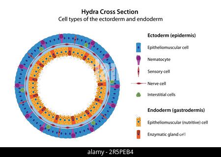 Sezione trasversale Hydra. Tipo di cella. Illustrazione Vettoriale