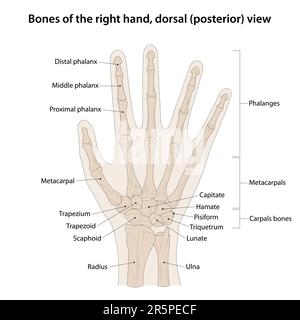 Ossa della mano destra, vista dorsale (posteriore) Illustrazione Vettoriale