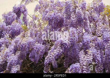 Fiori di glicine viola appesi al primo piano della casa. Vista dal basso. Sfondo naturale Foto Stock