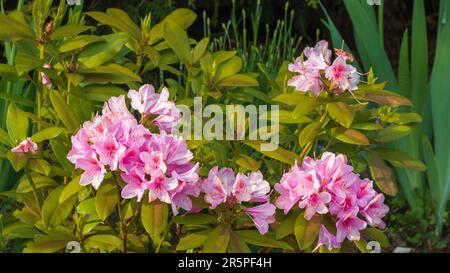 Giardino paesaggio. Rododendro cespuglio fiorisce con fiori rosa tra i folti verdi Foto Stock