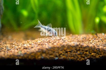 Corydora (Corydoras aeneus) isolato in una vasca di pesci con sfondo sfocato - genere di pesci gatto d'acqua dolce Foto Stock