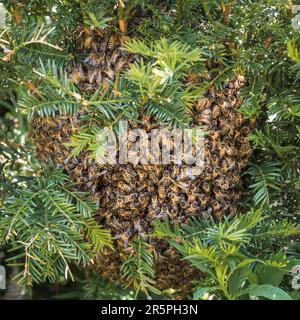 Uno sciame di api da miele (Apis mellifera) si stabilì in una siepe di tasso in un giardino inglese all'inizio di giugno (UK) Foto Stock