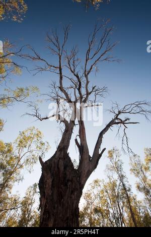 Gli alberi di gum rossi sono alberi australiani iconici che crescono lungo le rive del fiume Murray. Per sopravvivere, si affidano a un ciclo di alluvioni regolare. La siccità senza precedenti degli ultimi 15 anni Foto Stock