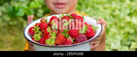 il ragazzo sta tenendo una ciotola con fragole appena raccolte. Messa a fuoco selettiva Foto Stock