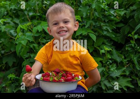 il ragazzo sta tenendo una ciotola con fragole appena raccolte. Messa a fuoco selettiva Foto Stock