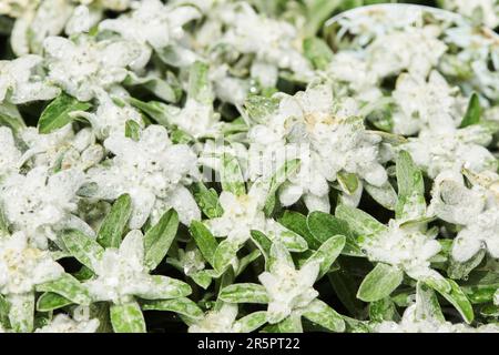 Vista dall'alto dei fiori freschi di Edelweiss con gocce di pioggia Foto Stock