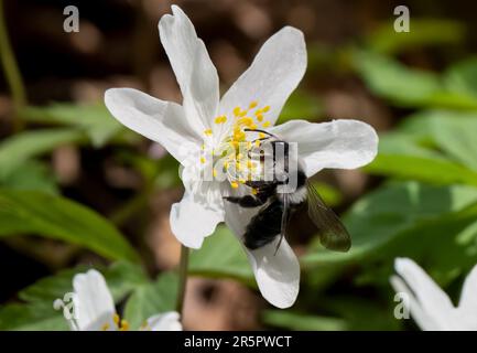Ape da miniera di ashy (Andrena cineraria) su un anemone di legno Foto Stock
