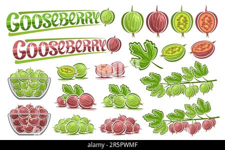 Vector Gooseberry set, raccolta lotto di illustrazioni ritagliate ancora vita composizione bacche verdi e rosse con foglie, bacche dolci in vetro d Illustrazione Vettoriale