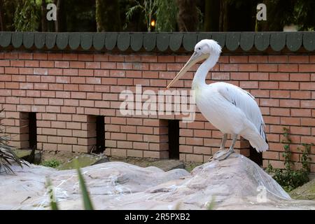 Il pellicano bianco si trova nello zoo. Grande pellicano bianco. Foto Stock