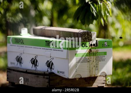 DEIL - Nest scatole per colonie di bumblebee in un frutteto di ciliegia ad un coltivatore di frutta. Nell'ambito della strategia nazionale per l'ape e della coltivazione di frutta che include la natura, si stanno compiendo sforzi per migliorare l'ambiente di vita delle api nelle aree agricole e per aumentare l'offerta di cibo e i luoghi di nidificazione. ANP ROBIN VAN LONKHUIJSEN olanda fuori - belgio fuori Foto Stock