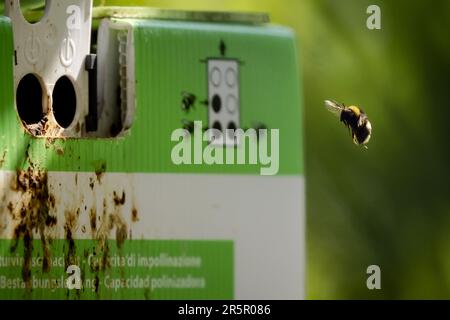 DEIL - Nest scatole per colonie di bumblebee in un frutteto di ciliegia ad un coltivatore di frutta. Nell'ambito della strategia nazionale per le api e della coltivazione di frutta che include la natura, si stanno compiendo sforzi per migliorare l'ambiente di vita delle api nelle aree agricole e per aumentare l'approvvigionamento di cibo e di siti di nidificazione. ANP ROBIN VAN LONKHUIJSEN olanda fuori - belgio fuori Foto Stock