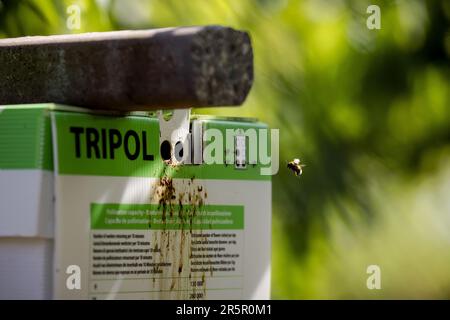 DEIL - Nest scatole per colonie di bumblebee in un frutteto di ciliegia ad un coltivatore di frutta. Nell'ambito della strategia nazionale per l'ape e della coltivazione di frutta che include la natura, si stanno compiendo sforzi per migliorare l'ambiente di vita delle api nelle aree agricole e per aumentare l'offerta di cibo e i luoghi di nidificazione. ANP ROBIN VAN LONKHUIJSEN olanda fuori - belgio fuori Foto Stock