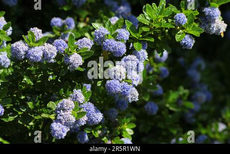 Blu Ceanotus fiori Foto Stock