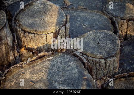 Una collezione di ceppi di alberi appena tagliati è disposta in cerchio, con una catena avvolta intorno ad essi per la decorazione Foto Stock