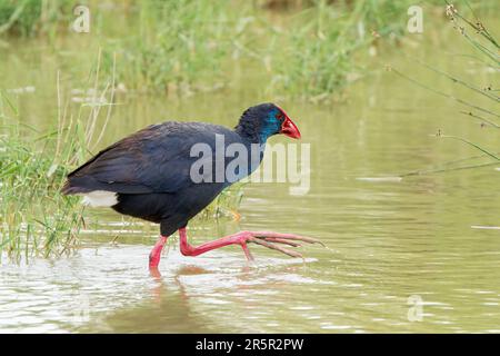 Swamphen occidentale, Porphyrio porphyrio, adulto singolo che cammina in acque poco profonde, Albufera, Mallorca, Spagna, 21 maggio 2023 Foto Stock