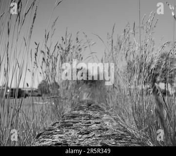 Abbracciando l'essenza della serenità floreale di Glasgow Foto Stock