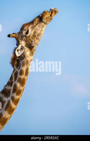 Giraffa (Giraffa camelopardalis) masticando su un osso. Collo e testa, in bocca, con osso animale. Osteofagia. Parco Nazionale di Etosha, Namibia, Africa Foto Stock