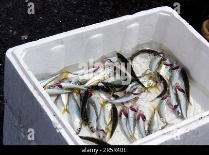 Una scatola di pesci catturati dai pescatori che pescano nel fiume Halyj dal Ponte di Galata nel centro di Istanbul, Turchia, la Repubblica di Türkiye Foto Stock