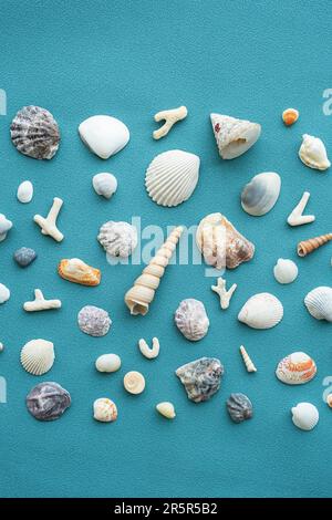 Conchiglie di mare modello. Sfondo estate conchiglie. Foto Stock
