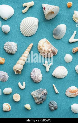 Conchiglie di mare modello. Sfondo estate conchiglie. Foto Stock