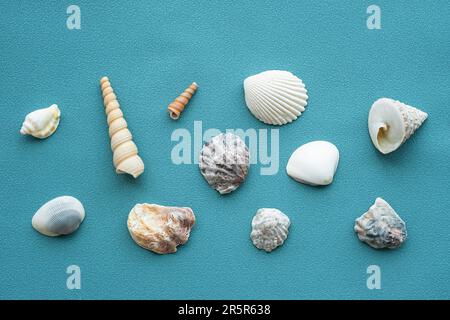 Conchiglie di mare modello. Sfondo estate conchiglie. Foto Stock