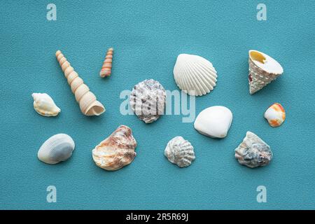 Conchiglie di mare modello. Sfondo estate conchiglie. Foto Stock