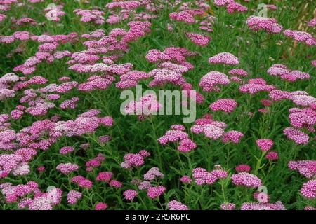 Aiuole di achillea rosa, chiamata anche yarrow in una giornata estiva di luglio al Como Park Zoo and Conservatory di St Paul, Minnesota USA. Foto Stock