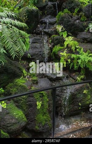 Cascata sulle rocce circondata da verdi piante di felci che desiderano bene con monete al Conservatorio Marjorie McNeely al Como Park Zoo and Conservatory. Foto Stock