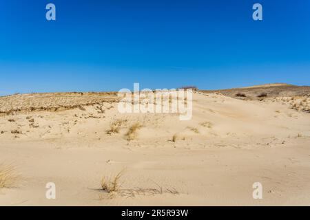 Le Gray Dunes, o Dead Dunes, sono colline sabbiose con un po' di macchie verdi sul lato lituano dello Spit Curoniano Foto Stock