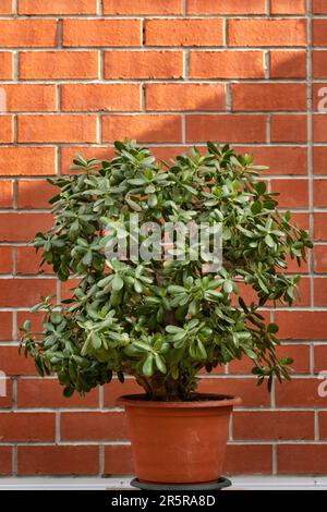 un enorme fiore di crassula in una pentola sullo sfondo di un muro di mattoni Foto Stock