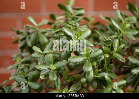 un enorme fiore di crassula in una pentola sullo sfondo di un muro di mattoni Foto Stock