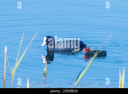 Culo adulto con pulcino (Fulica atra) Foto Stock