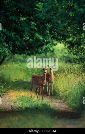 Due cervi che aspettano e guardano con cautela. Foto Stock