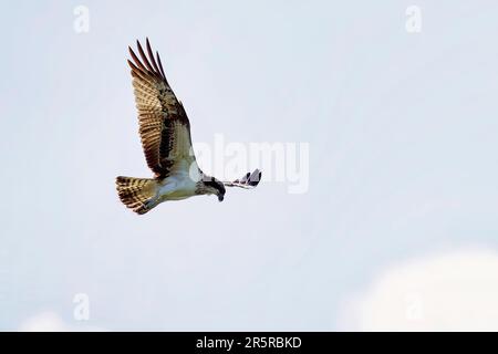 Un falco pescatore sorvola attraverso un cielo blu luminoso, un pesce appena pescato appollaiato nei suoi taloni Foto Stock