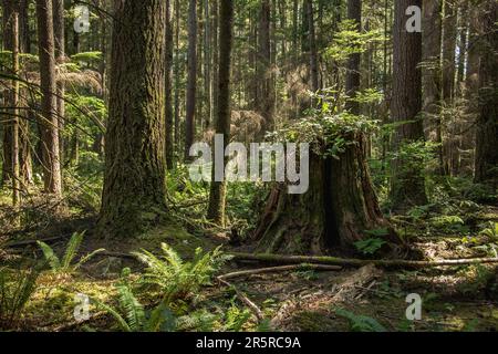 Vecchio sviluppo foresta pluviale sequoie (Sequoioideae) albero tagliato giù dimostrando sostenibile forestale canadese nella Columbia Britannica Foto Stock