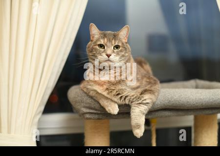 Grigio femmina domestico shorthair diluire tortoiseshell cappotto tabby casa gatto seduto su albero di gatto la sera guardando la macchina fotografica Foto Stock