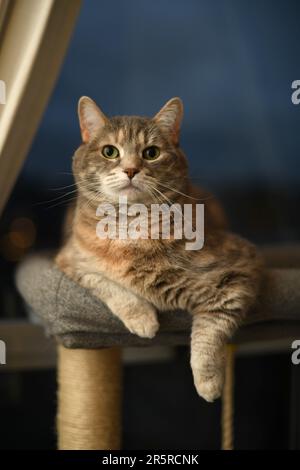 Grigio femmina domestico shorthair diluire tortoiseshell cappotto tabby casa gatto seduto su albero di gatto la sera guardando la macchina fotografica Foto Stock