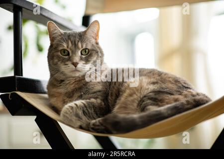 Femmina grigia Tabby abito casa tabby diluito con cappotto di tartaruga, lunghi whiskers, e occhi verdi, guardando la macchina fotografica seduta sulla sedia del regista Foto Stock