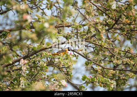 Balitmore oriole (Icterus galbula) uccello che si eruttano su un albero di mela fiorente in primavera Foto Stock