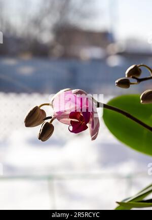 orchidea fiorita sulla finestra sullo sfondo di un paesaggio innevato Foto Stock