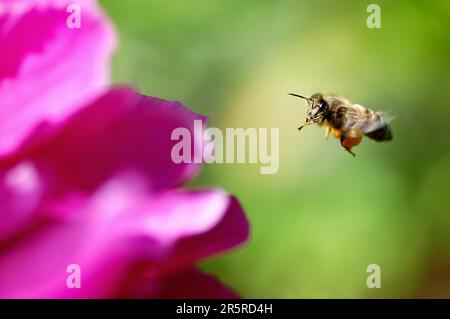 Macro foto dell'ape del miele (Apis mellifera) con cesti pieni di polline (corbiculae) che volano verso un fiore di peonia (Paeonia) Foto Stock