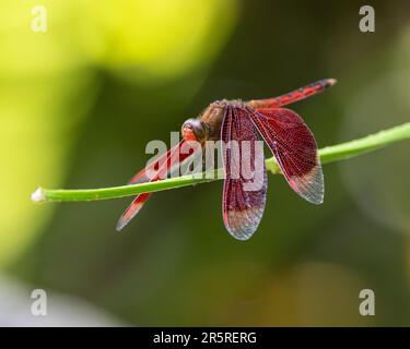 Una particolare libellula appollaiata in cima ad un gambo sottile in un ambiente naturale all'aperto Foto Stock