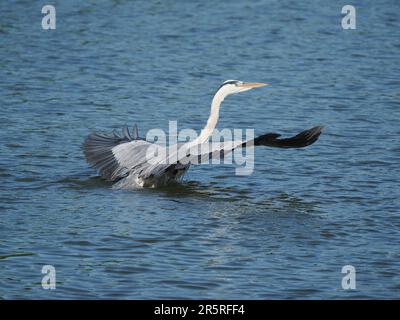 Heron's si nutrirà di carroone, da un punto di vista identificherà una fonte di cibo, atterrerà in acque profonde e volerà di nuovo. Foto Stock