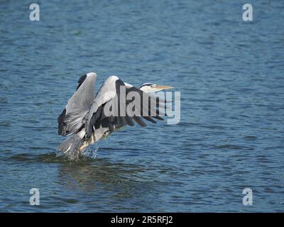 Heron's si nutrirà di carroone, da un punto di vista identificherà una fonte di cibo, atterrerà in acque profonde e volerà di nuovo. Foto Stock