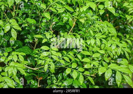 Un primo piano di lussureggiante vegetazione con piccole gocce di pioggia che risuonano alla luce del sole Foto Stock