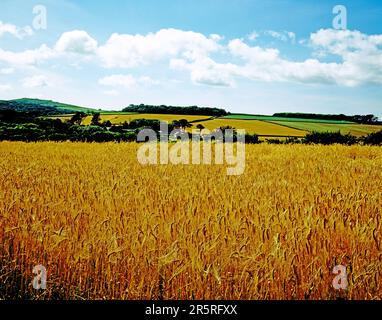 Inghilterra. Cornovaglia. Saint Ives. Campo di orzo vicino al villaggio di Lelant. Foto Stock