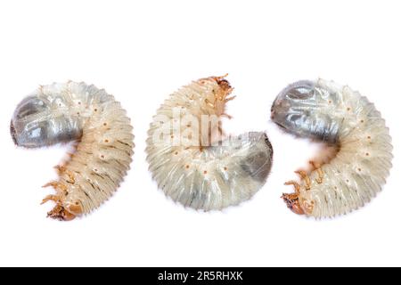 Immagine di tre coleotteri di grub isolati su sfondo bianco. Larve primo piano. Fonte di proteina. Entomologia. Cibo del futuro. Foto di alta qualità Foto Stock