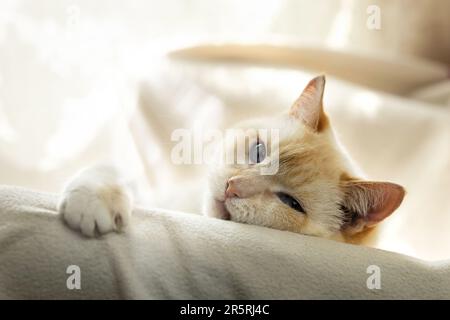 Bianco grasso bello pigro gatto astuto che si crogiola in una sedia con una coperta bianca Foto Stock